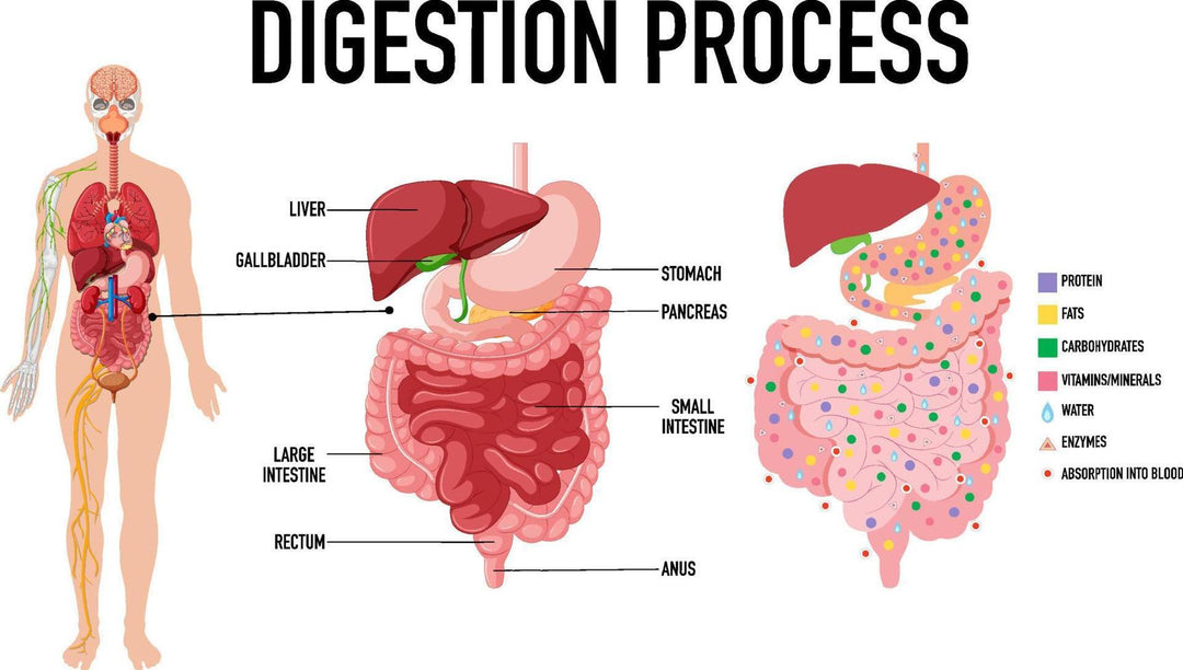 Digestive Enzymes, and support