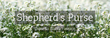 Herbaria Shepherd’s Purse (Capsella Bursa Pastoris) Herbal Tea